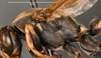 Media type: image;   Entomology 33153 Aspect: thorax lateral
